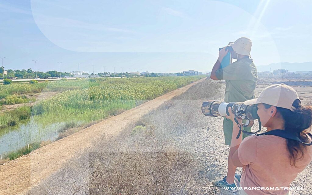 Oman-Birdwatching-Tour-Packages