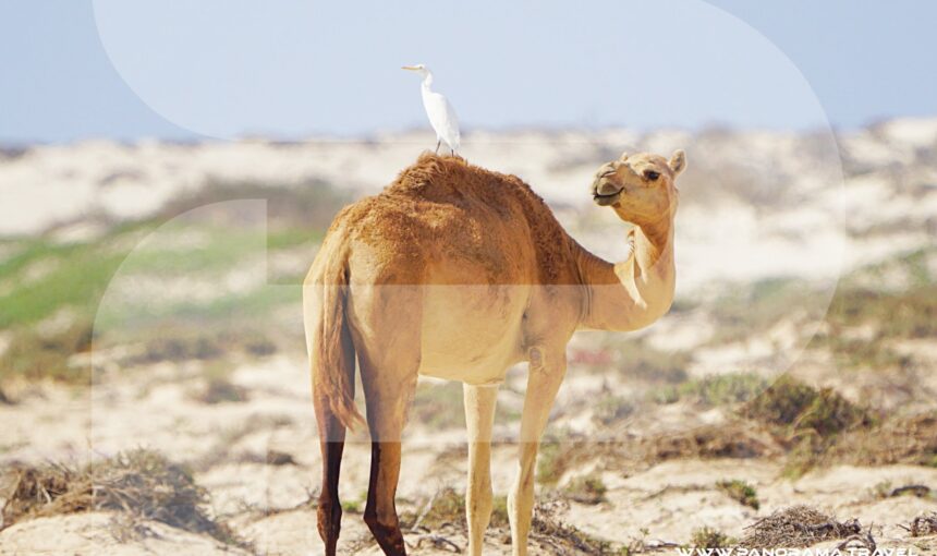 DISCOVER OMAN’S AVIAN WONDERS: BIRDWATCHING TOUR PACKAGES 2026/27