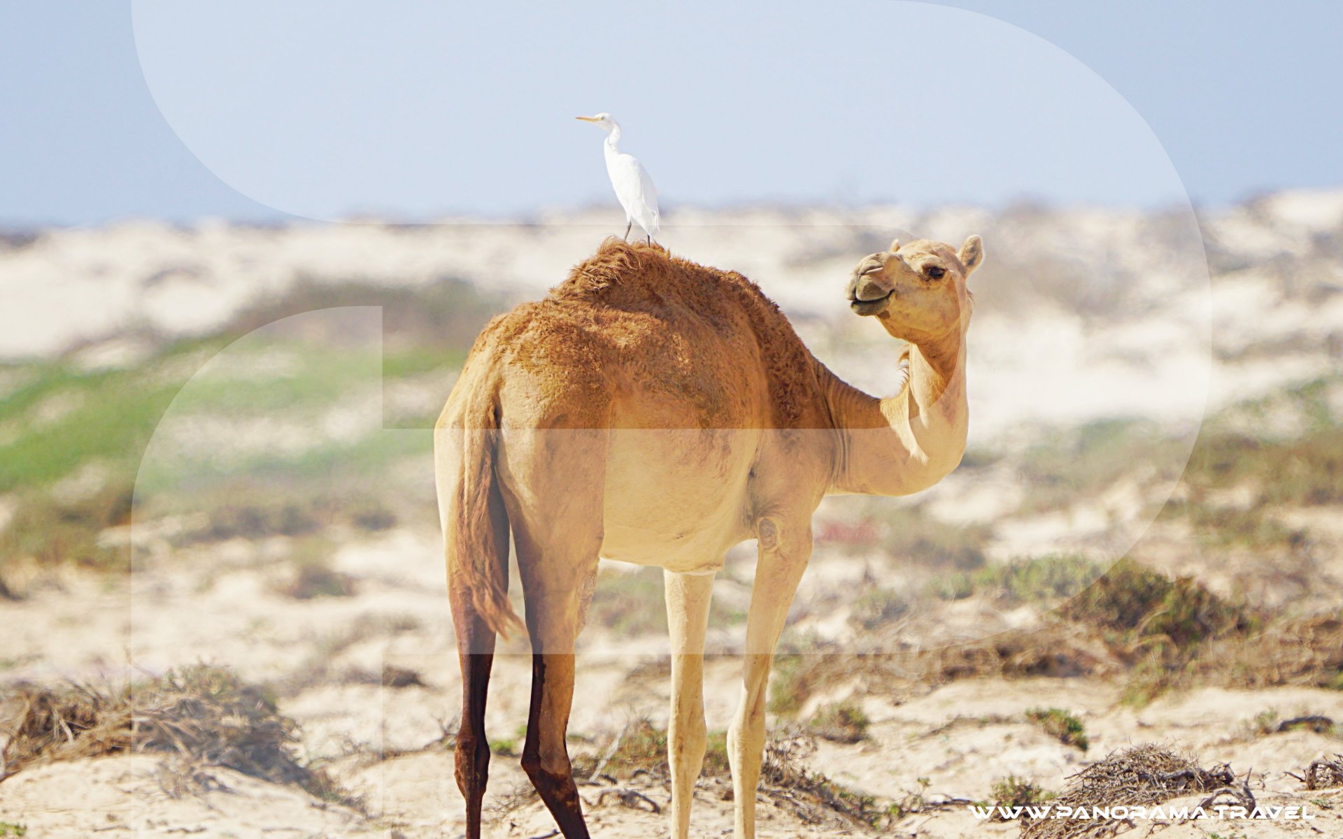 Oman Birdwatching Tour Packages