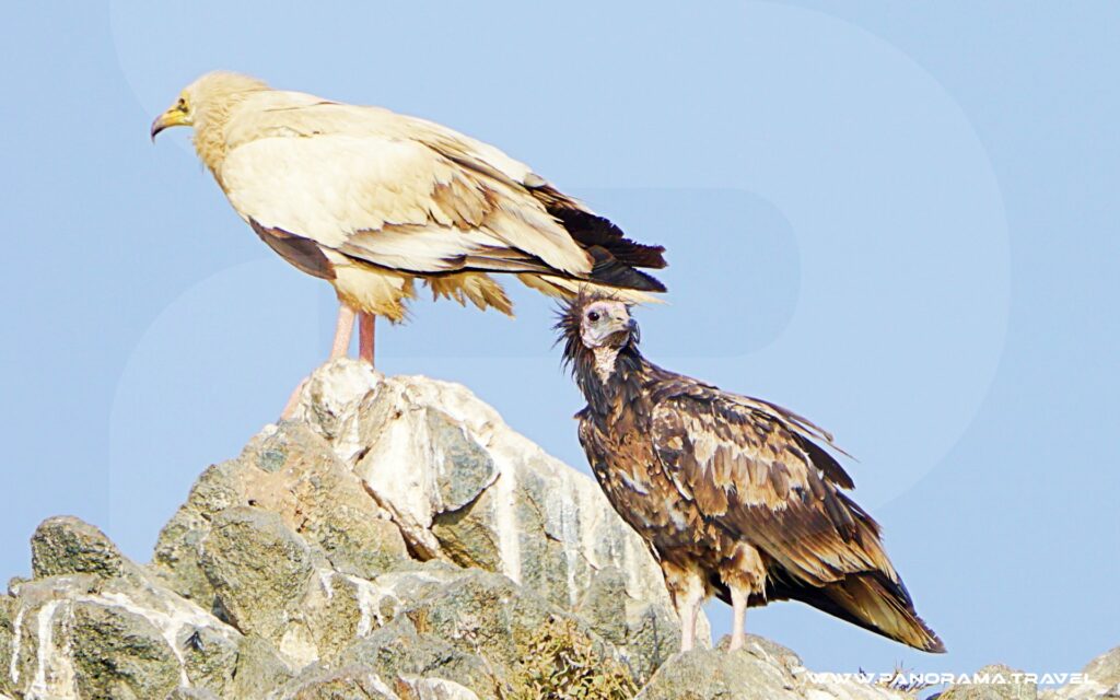 Birds Of Oman