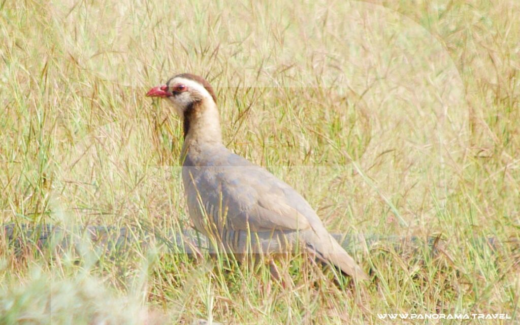 Dhofar Birdwatching Adventure