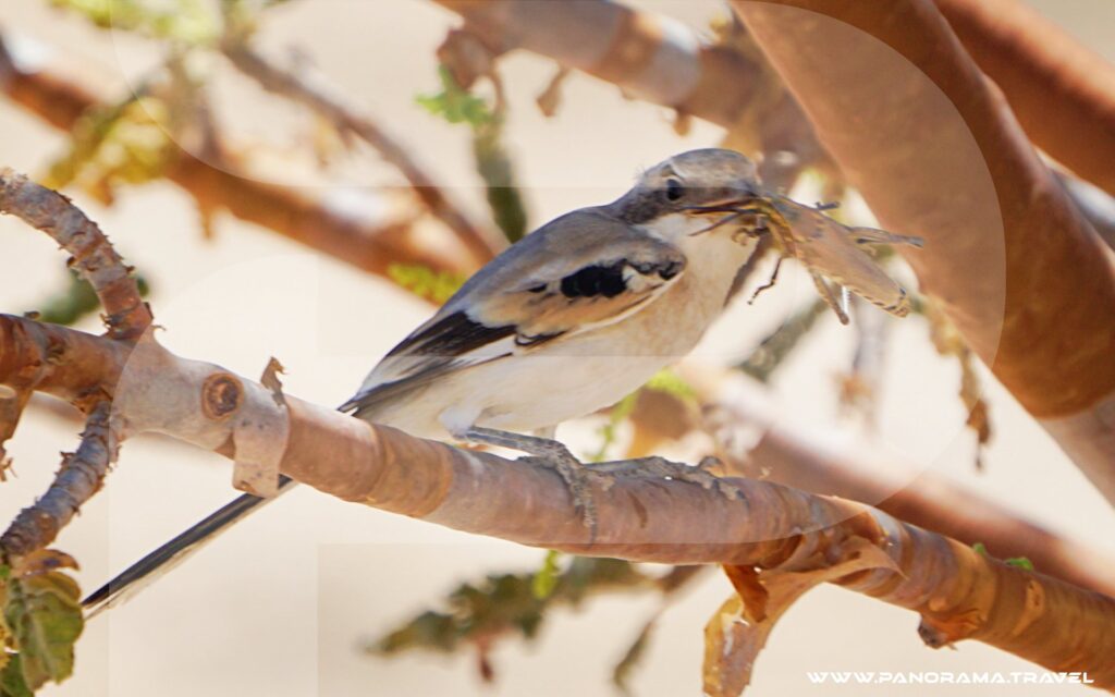 Dhofar Birdwatching Adventure