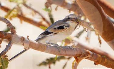Dhofar Birdwatching Adventure