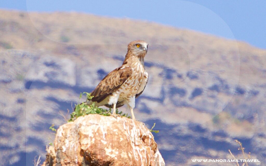 Dhofar Birdwatching Adventure