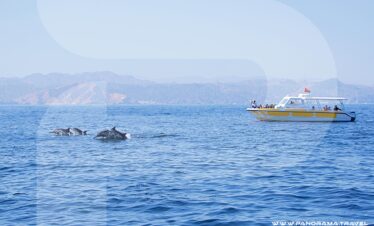 Dolphin Watching And Snorkeling Muscat
