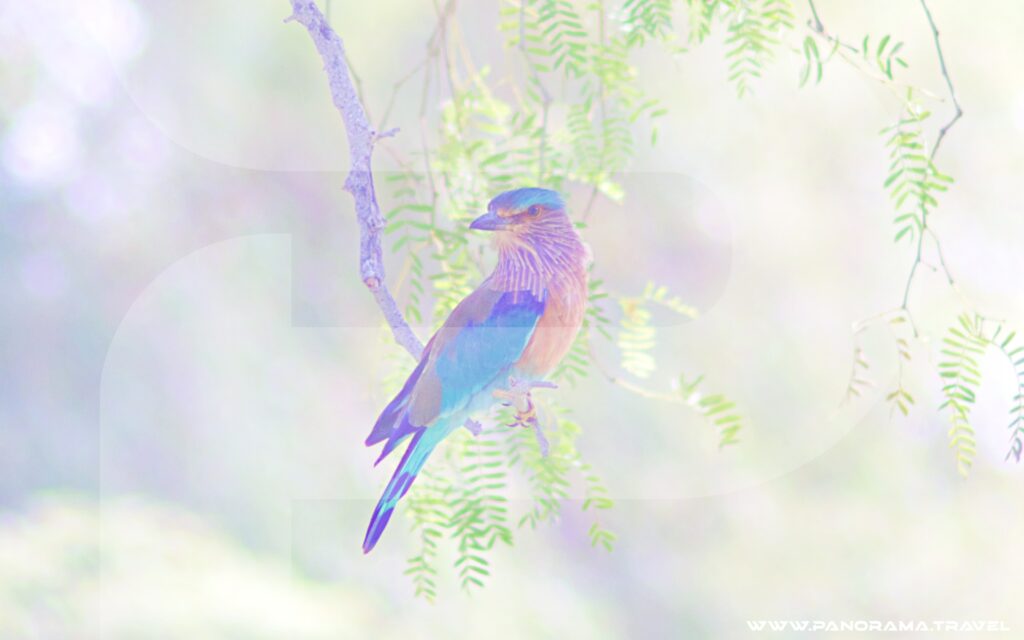 Muscat Birdwatching Tour