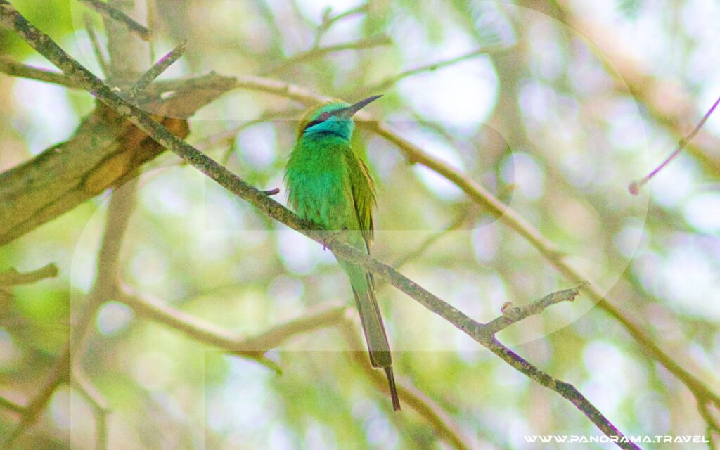Muscat Birdwatching Tour
