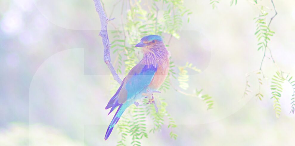 Muscat Birdwatching Tour