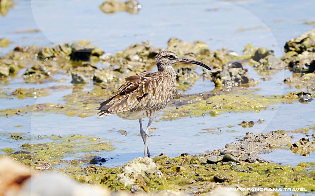 Oman Birding Adventure