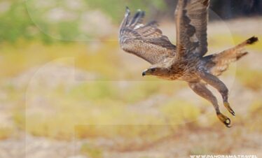 Oman Birdwatching Tour