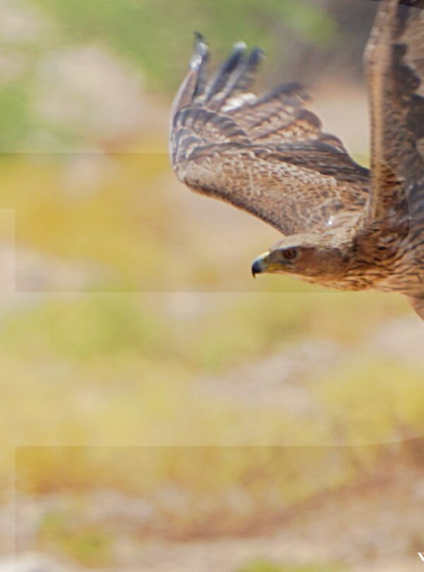 Oman Birdwatching Tour
