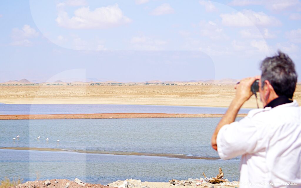 Oman Birdwatching Tours