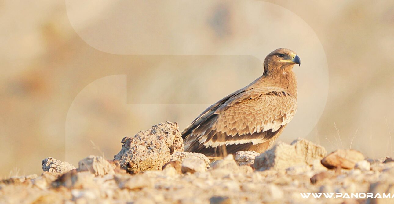 Oman Birdwatching Tours