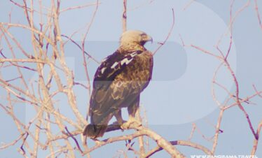 Oman Birdwatching Trip