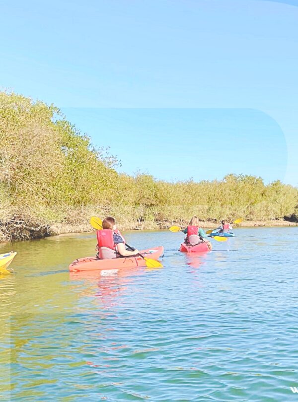 Oman Educational Travel Exploring the natural mangrove reserve