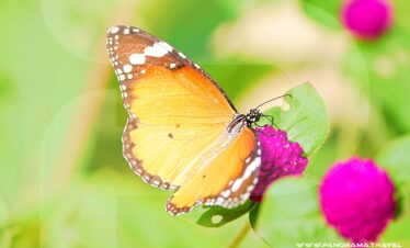 Oman Flora & Fauna