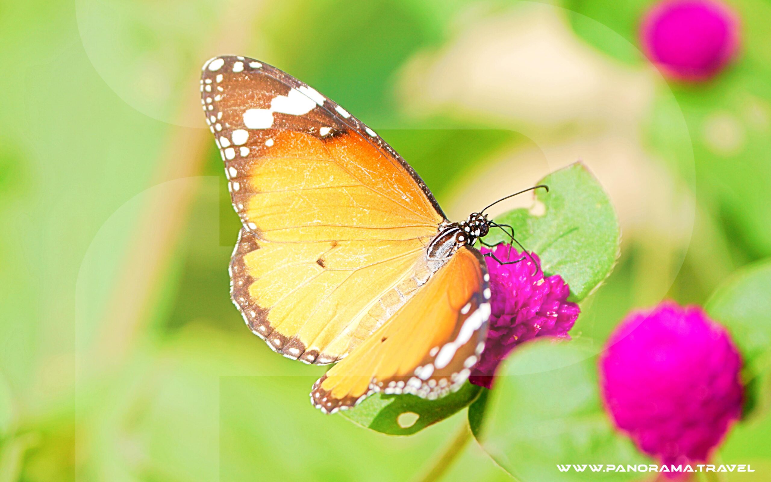 Oman Flora & Fauna