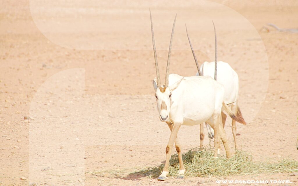 Oman Wildlife Trip
