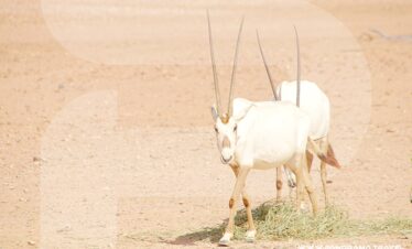 Oman Wildlife Trip