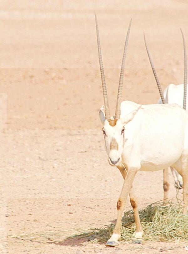 Oman Wildlife Trip