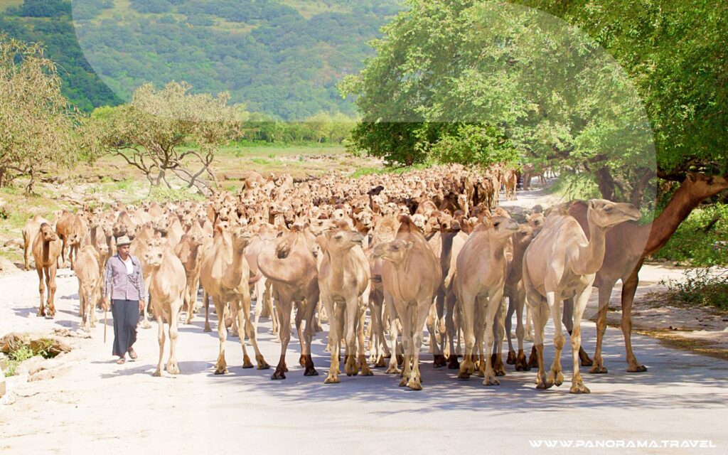 Wadi Darbat Camels