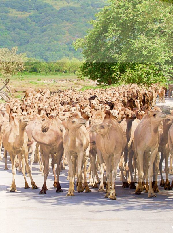 Wadi Darbat Camels
