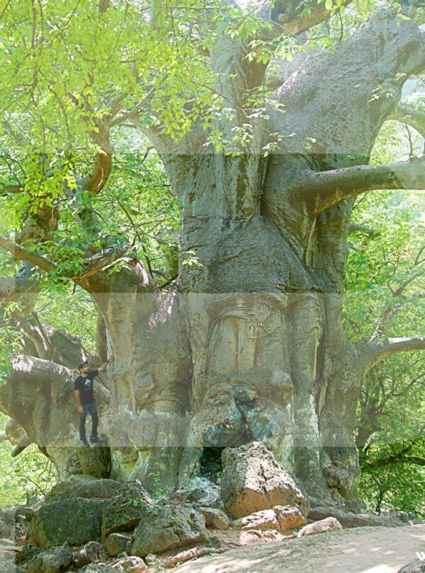 Bobab Trees Dhofar Salalah