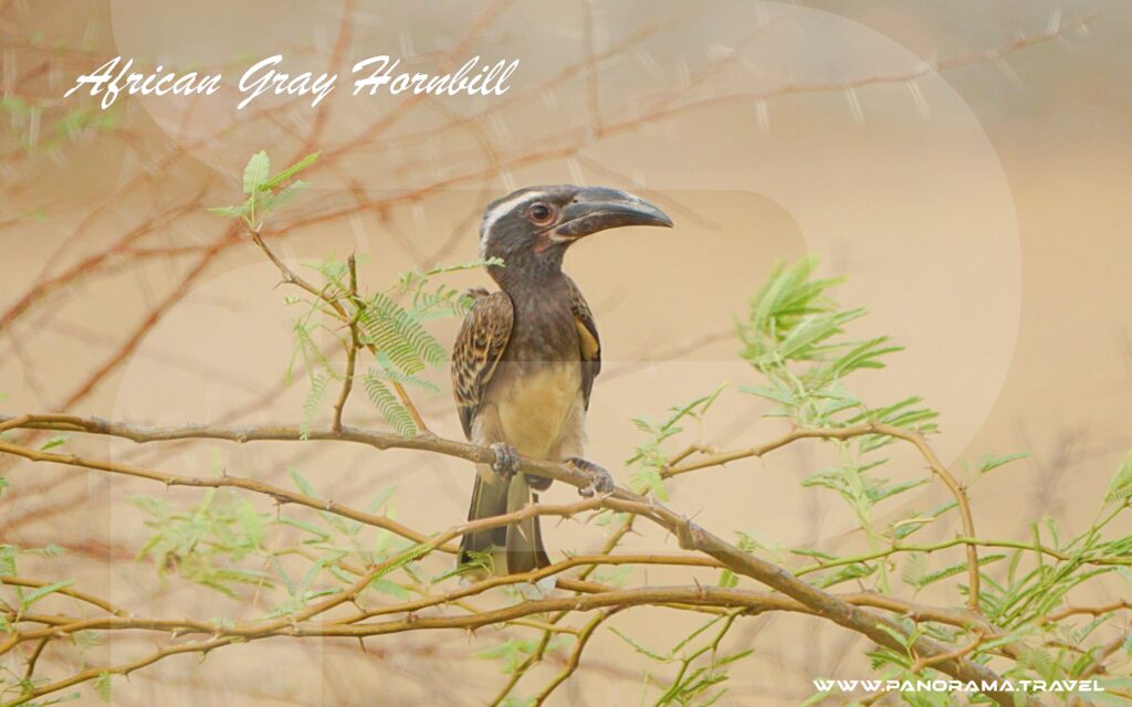 SAUDI ARABIA BIRDWATCHING TRIP