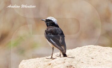 Saudi Arabia Birding Expedition