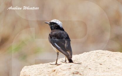 SAUDI ARABIA BIRDING TOUR PACKAGES 2026/27