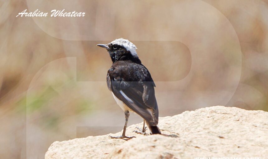 SAUDI ARABIA BIRDING TOUR PACKAGES 2026/27