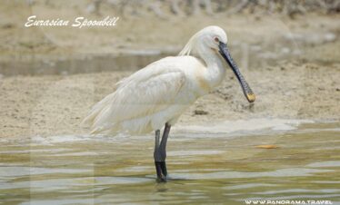 Saudi Arabia Birding Expedition