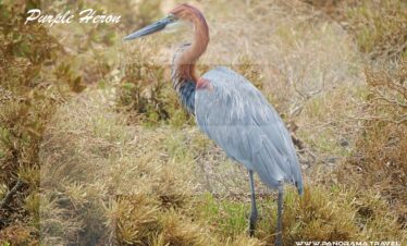Saudi Arabia Birding Expedition