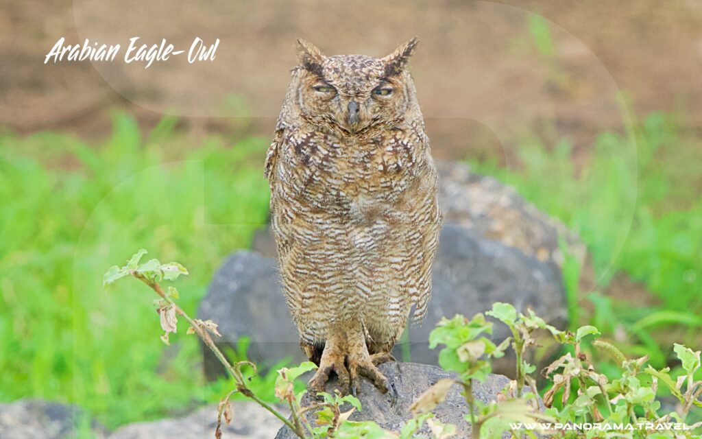 DSC07829.ARW