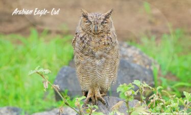DSC07829.ARW
