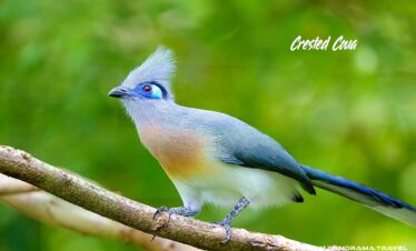 Madagascar-Birding-Adventure-Crested-Coua