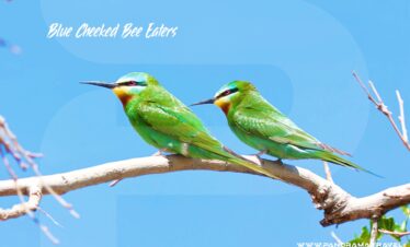 Uzbekistan Barding Adventure Blue Cheeked Bee Eaters