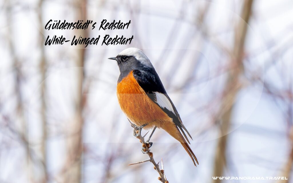 Uzbekistan Güldenstädt's Redstart Phoenicurus erythrogastrus