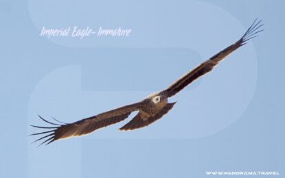 A DAY IN OMAN’S RAPTORS VALLEY — WITNESSING THE MAJESTY OF THE EAGLES MIGRATION