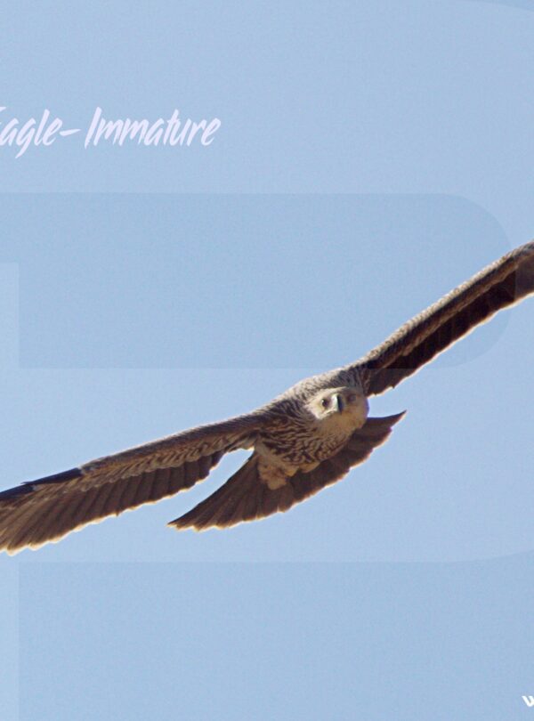 Imperial Eagle