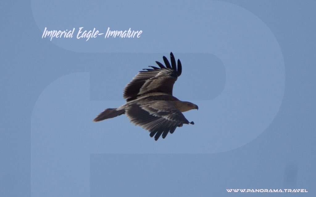 Imperial Eagle