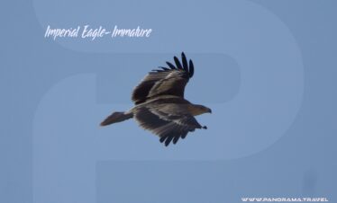 Imperial Eagle