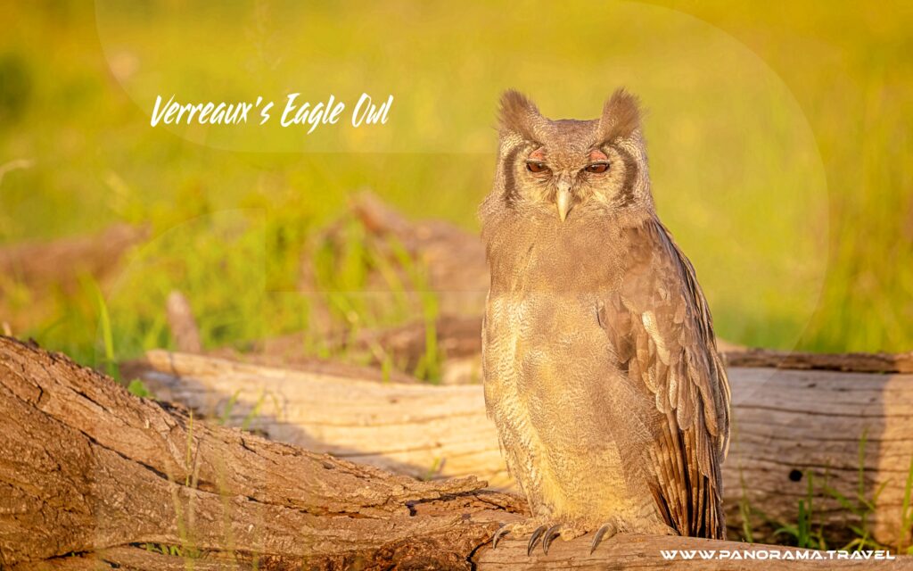 Verreauxs-Eagle-Owl