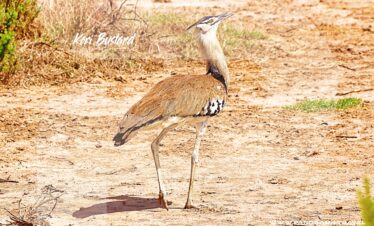 Kori-Bustard